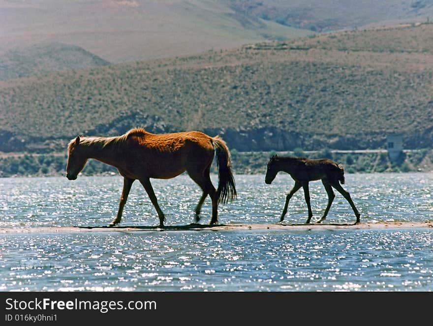 Mare and foal walking by the sandbar on the lake