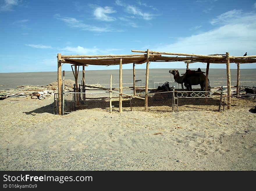 a shed and a camel