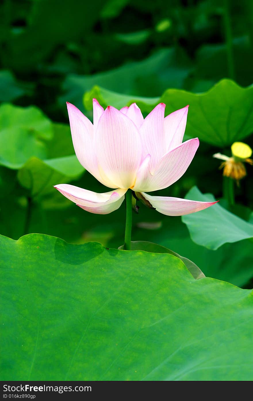 LOTUS