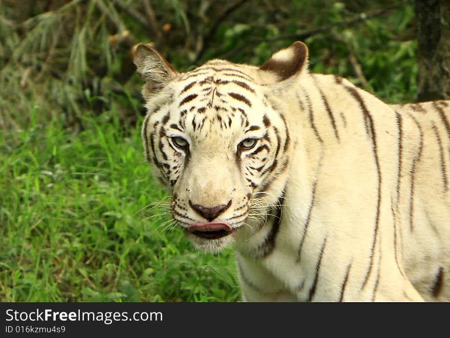 Siberian Tiger is in the meadow