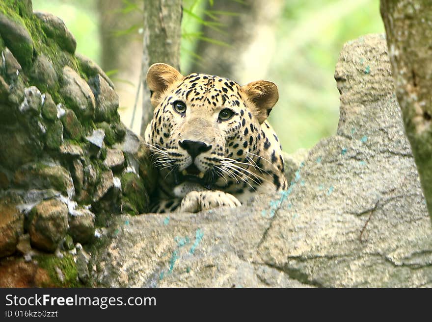 Leopard is looking, the charismatic face and ferocious eye