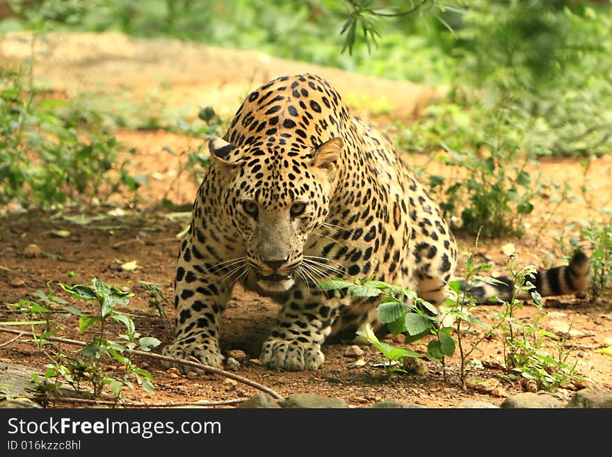 Leopard is looking, the charismatic face and ferocious eye