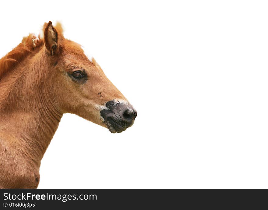 The horse with a white background .