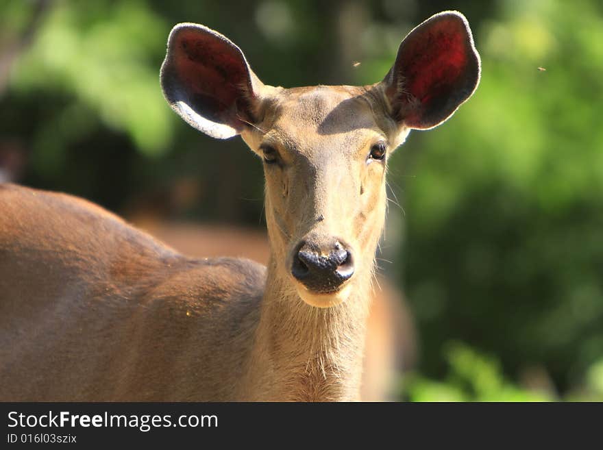 Blackbuck stroling around in golden afternoon