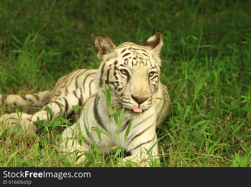 Siberian Tiger is in the meadow