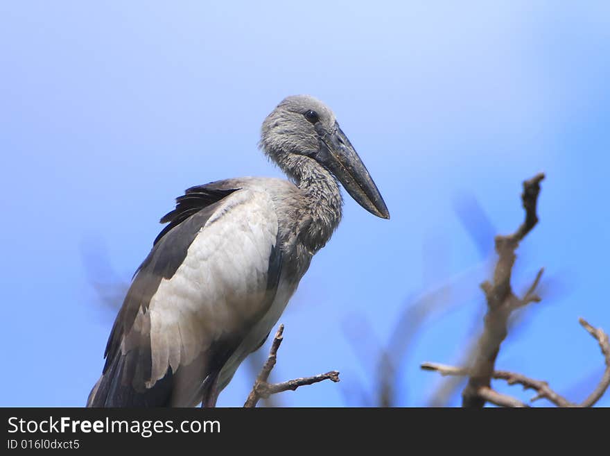 The Asian Openbill Stork, Anastomus oscitans, is a large wading bird in the stork family Ciconiidae. It is a resident breeder in tropical southern Asia from India and Sri Lanka east to Southeast Asia. Sometimes it is referred to as just Asian Openbill.
Open bill Stork is strolling around for food