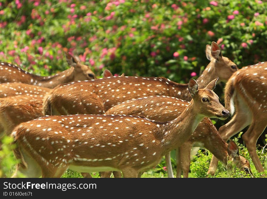 Deer stroling around and looked so innocent