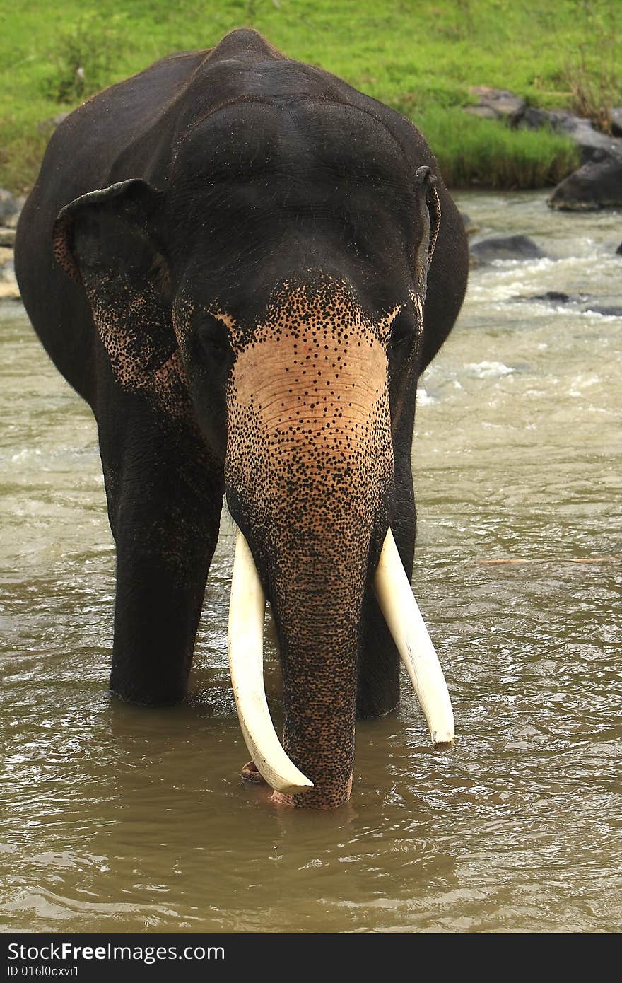 A hot summer afternoon, and this elephant was thirsty, and playing with water