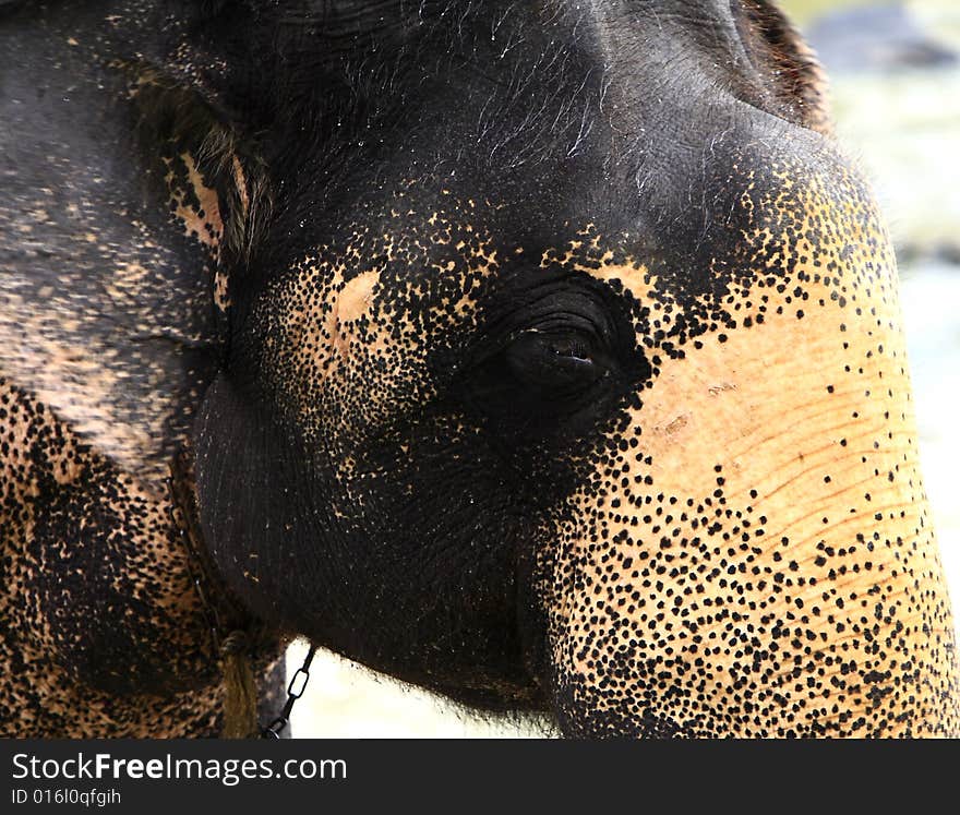 A hot summer afternoon, and this elephant was thirsty, and playing with water