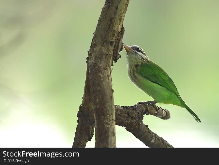 The woodpeckers on tree, ready to strike