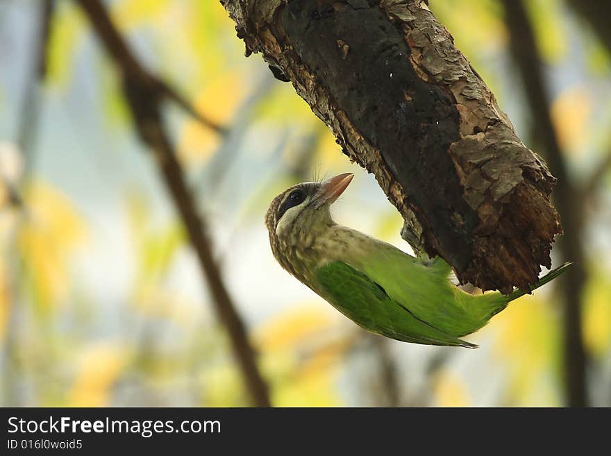 The woodpeckers on tree, ready to strike