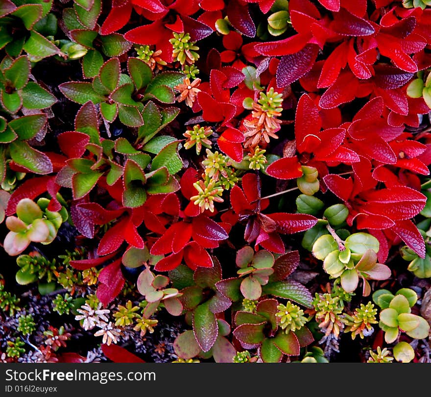 Colorful Green and Red Leaves in Tundra, Rondane National Park in fall, Norway, Scandinavia. Colorful Green and Red Leaves in Tundra, Rondane National Park in fall, Norway, Scandinavia