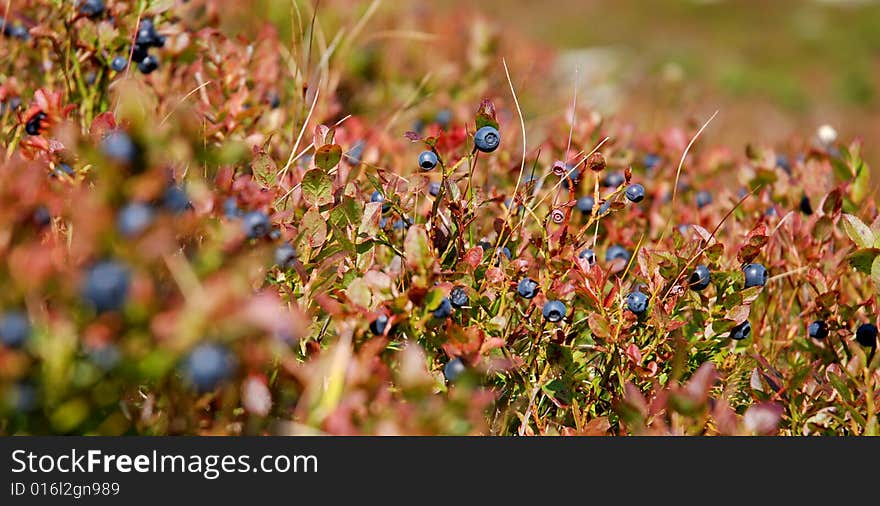 Field of Berries and Leaves in Fall Colors, Finland. Field of Berries and Leaves in Fall Colors, Finland