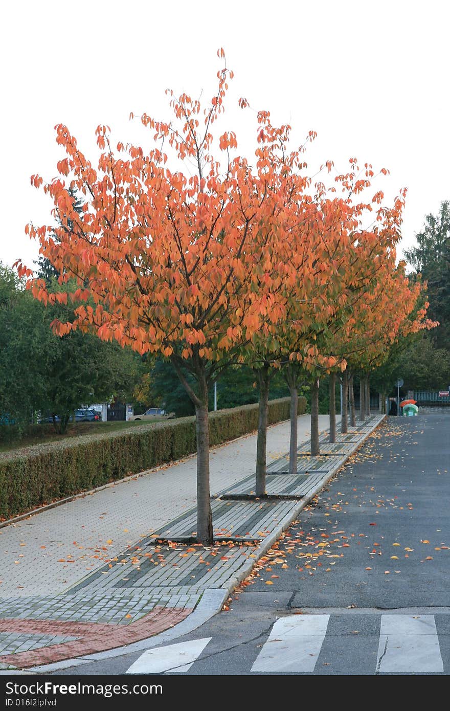 Trees in the park coloured in autumn colours