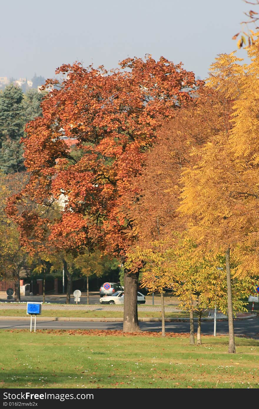 Tree in park coloured in autumn colours