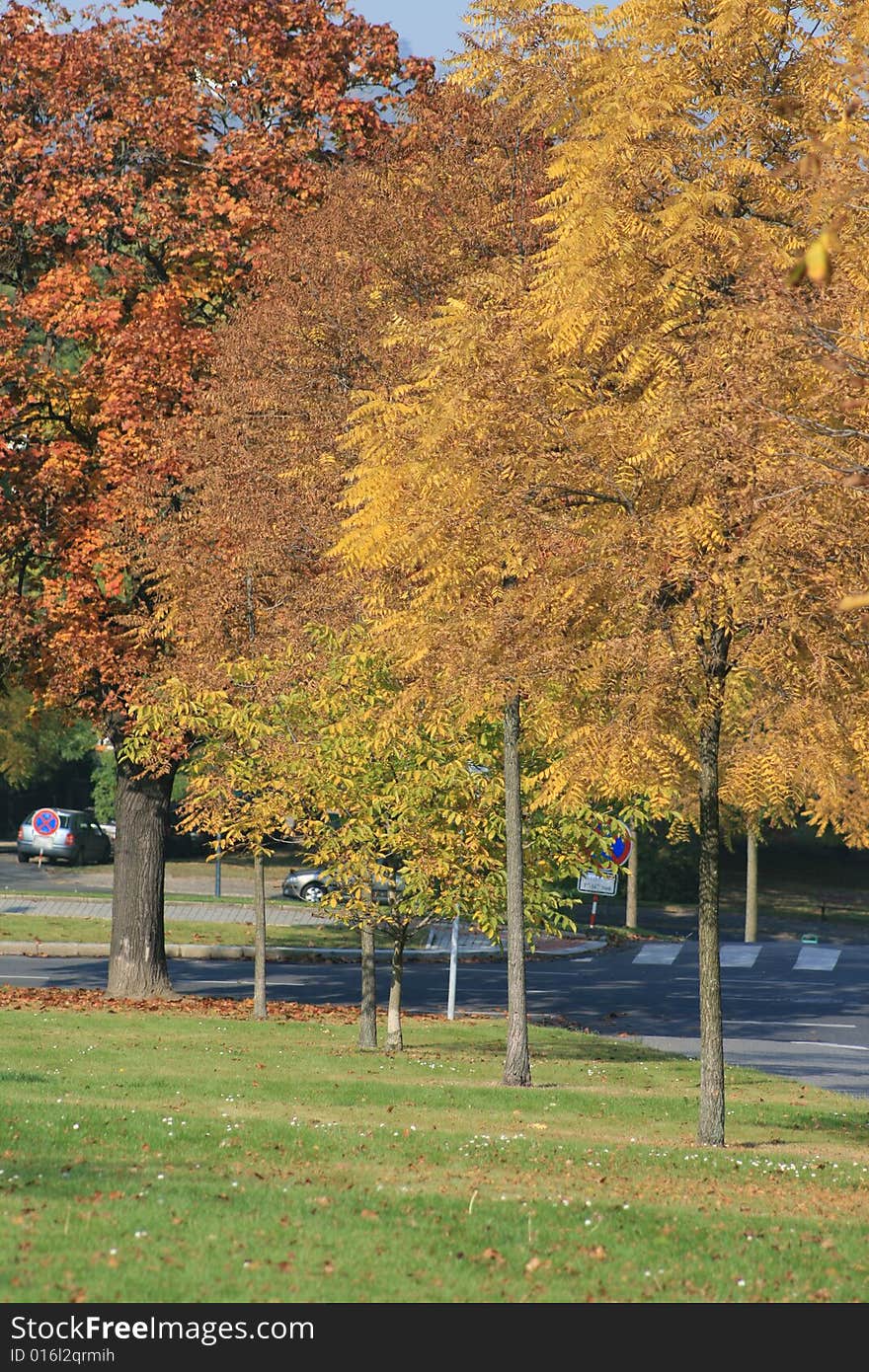 Tree in park coloured in autumn colours