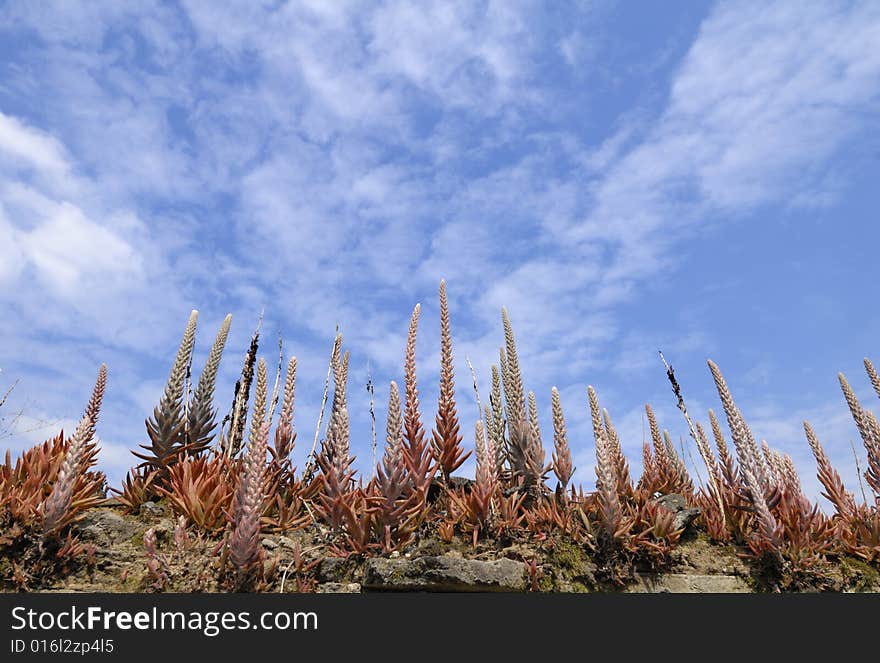 Orostachys fimbriatus on the blue sky background