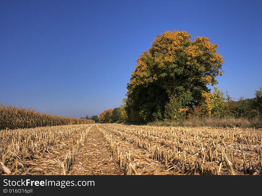 Autumn in the Polish field