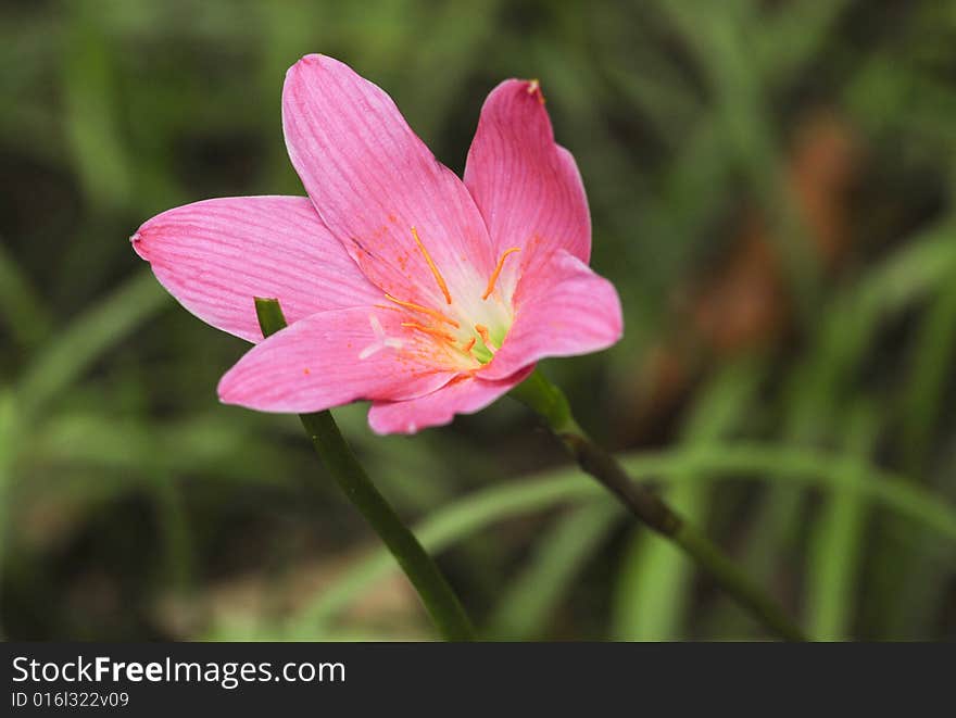 Mini Hibiscus