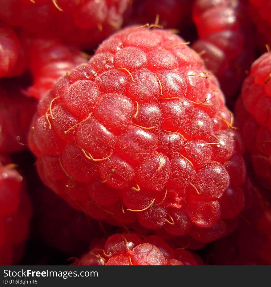 Raspberry in September