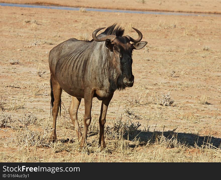 Blue wildebeest (Connochaetes taurinus) in the Kgalagadi Transfrontier Park, Kalahari desert, Southern Africa. Blue wildebeest (Connochaetes taurinus) in the Kgalagadi Transfrontier Park, Kalahari desert, Southern Africa