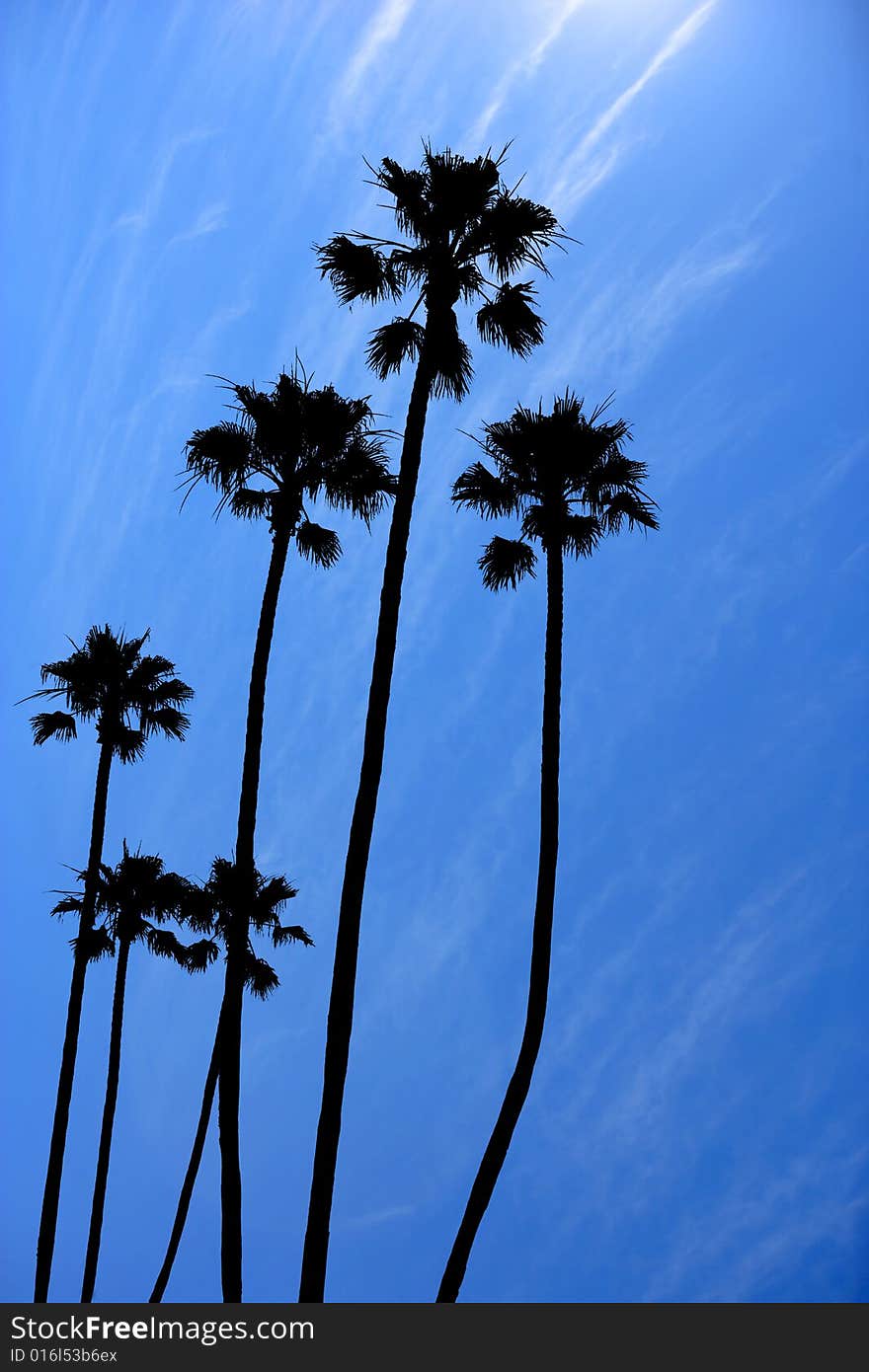 Palm trees at the beach