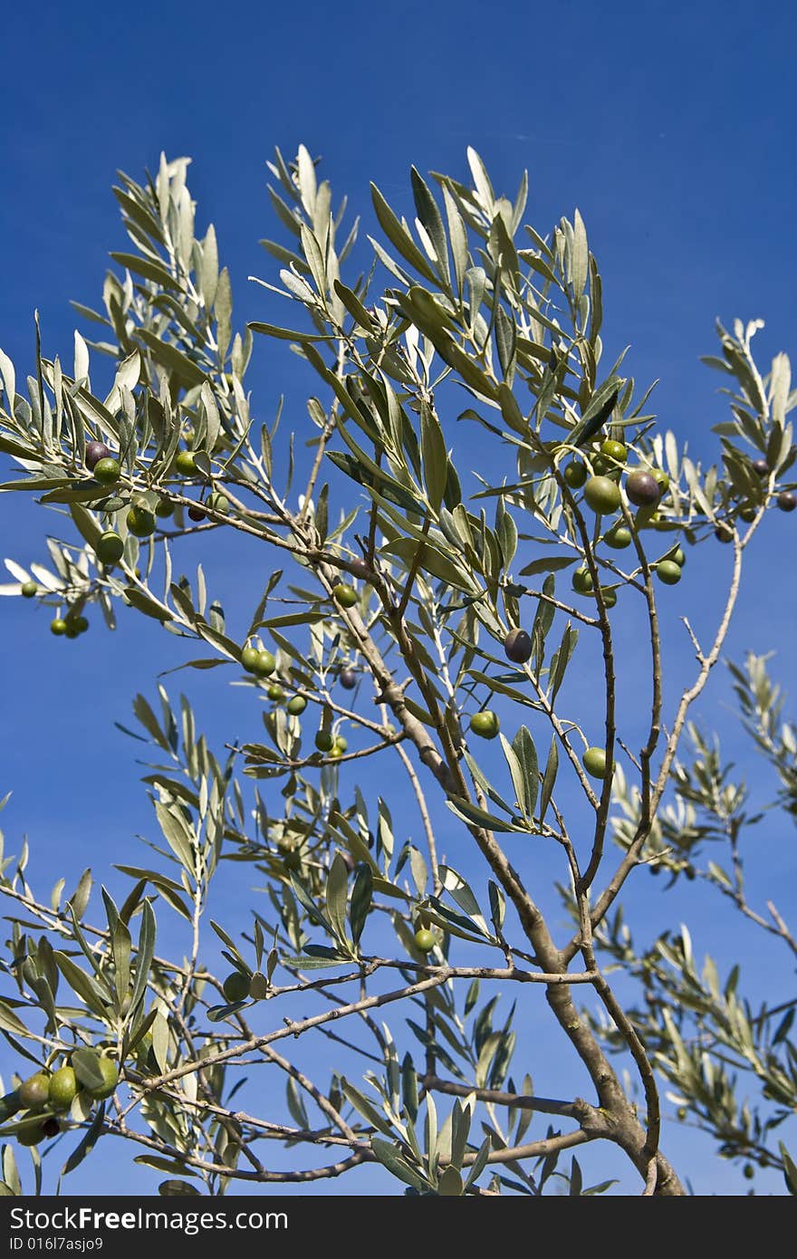 Image of a Olive's branches, sky on the background