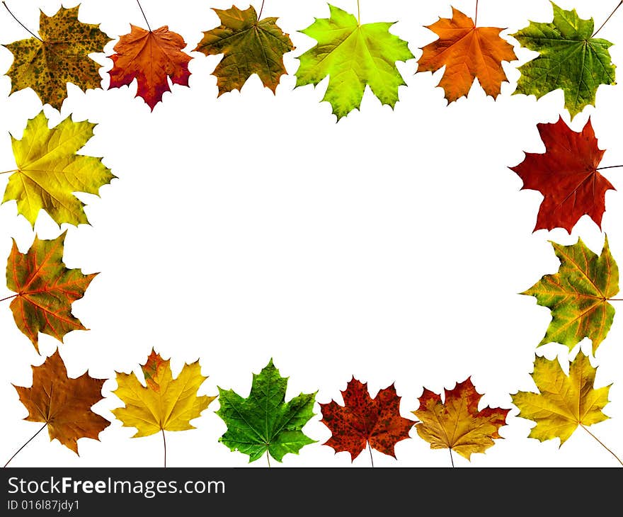 Frame from different colors autumn leaves on a white background. Frame from different colors autumn leaves on a white background.