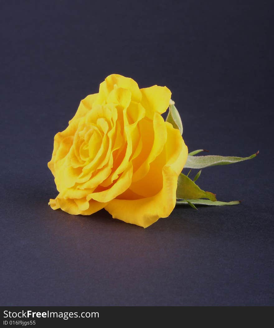 Yellow rose head isolated on dark background