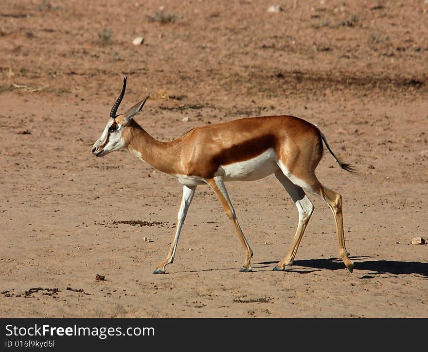 A Springbok Antelope in the Kalahari Desert, Southern Africa. A Springbok Antelope in the Kalahari Desert, Southern Africa.