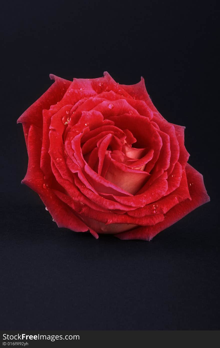 Red rose head isolated on dark background