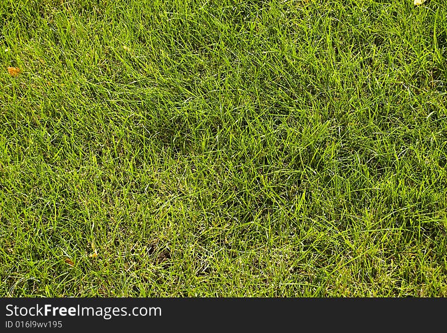 Abstract green grass