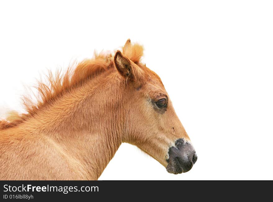 The horse with a white background .