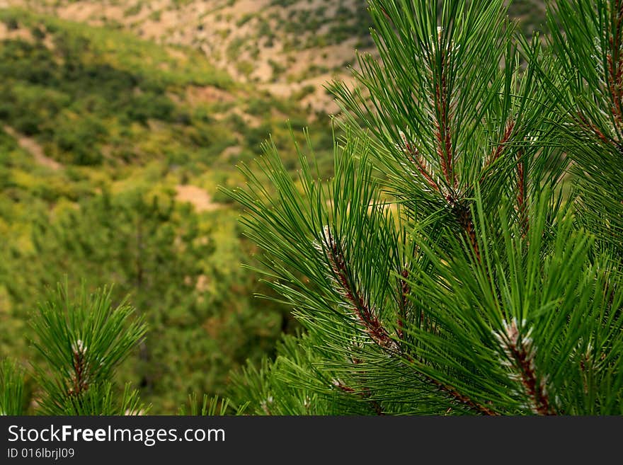 Crimea pine branches and far desert with bushes