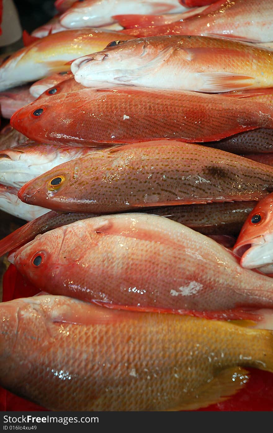 Snapper in Fish Market, Mazatlan; Mexico. Snapper in Fish Market, Mazatlan; Mexico