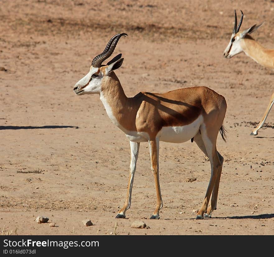 A Springbok Antelope in the Kalahari Desert, Southern Africa. A Springbok Antelope in the Kalahari Desert, Southern Africa.