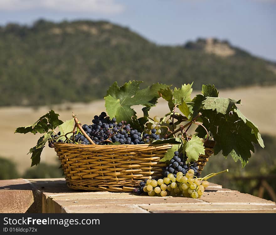 Baskets of grapes, country on the background. Baskets of grapes, country on the background