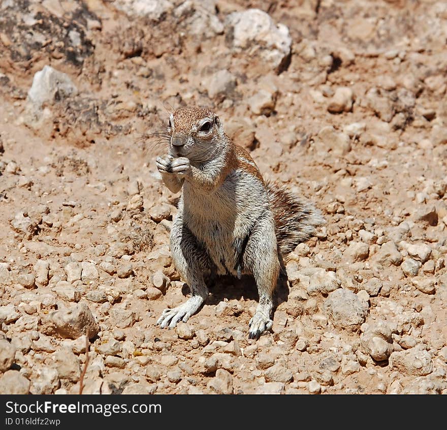 A female Ground Squirrel feeding in the Kalahari Desert, South Africa. A female Ground Squirrel feeding in the Kalahari Desert, South Africa