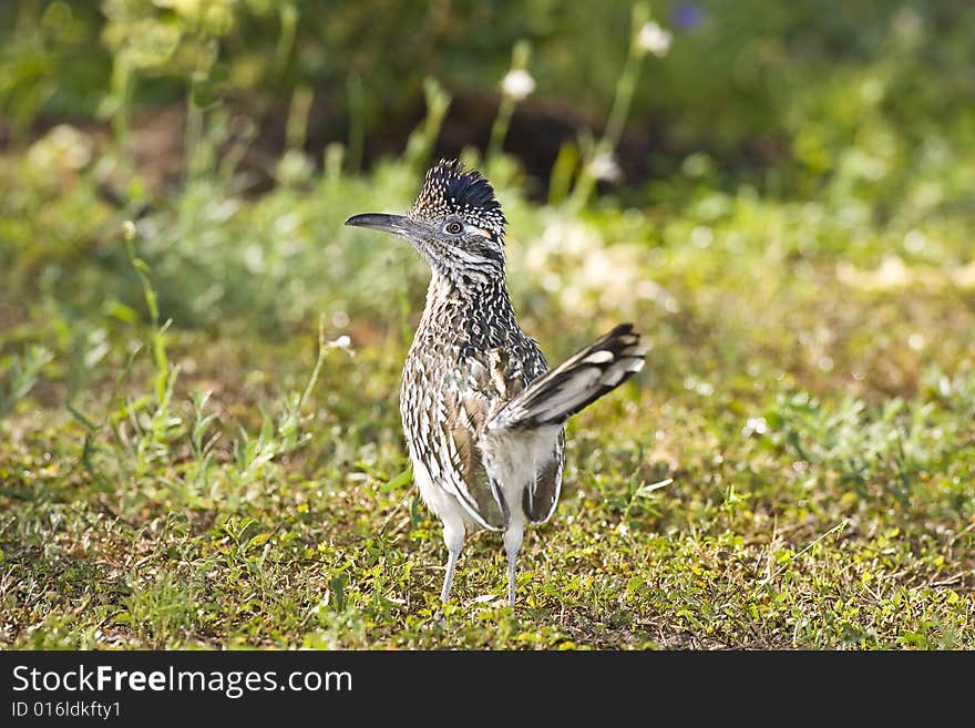 A Greater Roadrunner stops and looks over his shoulder. A Greater Roadrunner stops and looks over his shoulder