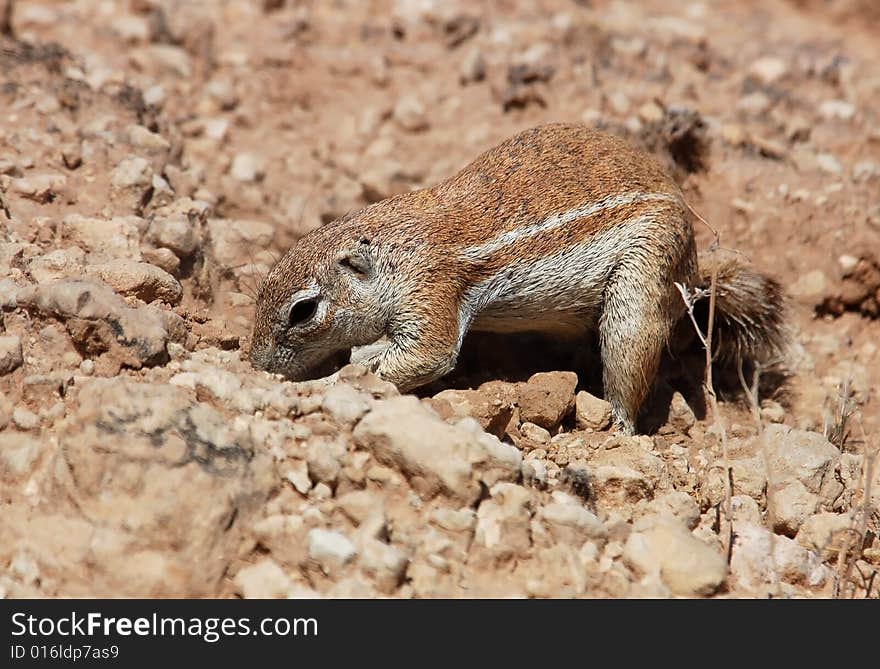 Ground Squirrel (Xerus inaurus)