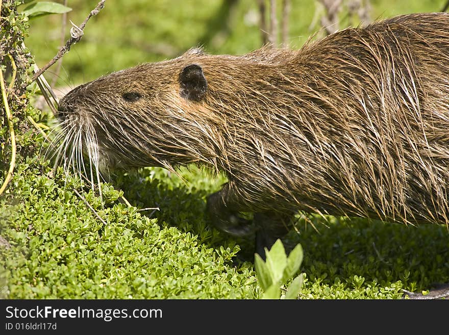 A Nutria feeding on aquatic plants on the banks of a pond. A Nutria feeding on aquatic plants on the banks of a pond