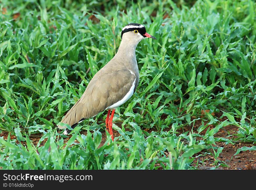 Crowned Plover (Vanellus Coronatus)