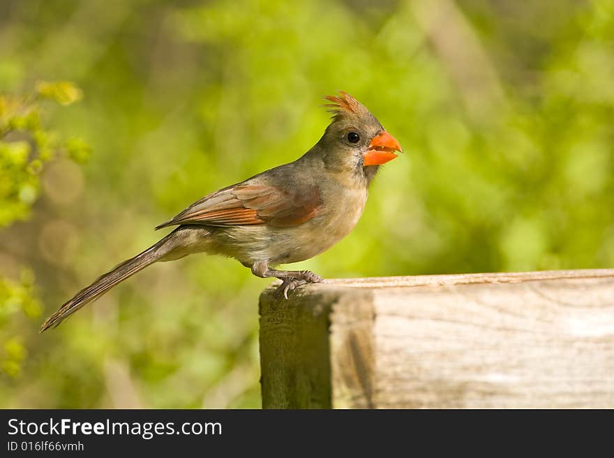 A Northern Cardinal perched on the rim of a feeder platform eating sunflower seeds. A Northern Cardinal perched on the rim of a feeder platform eating sunflower seeds