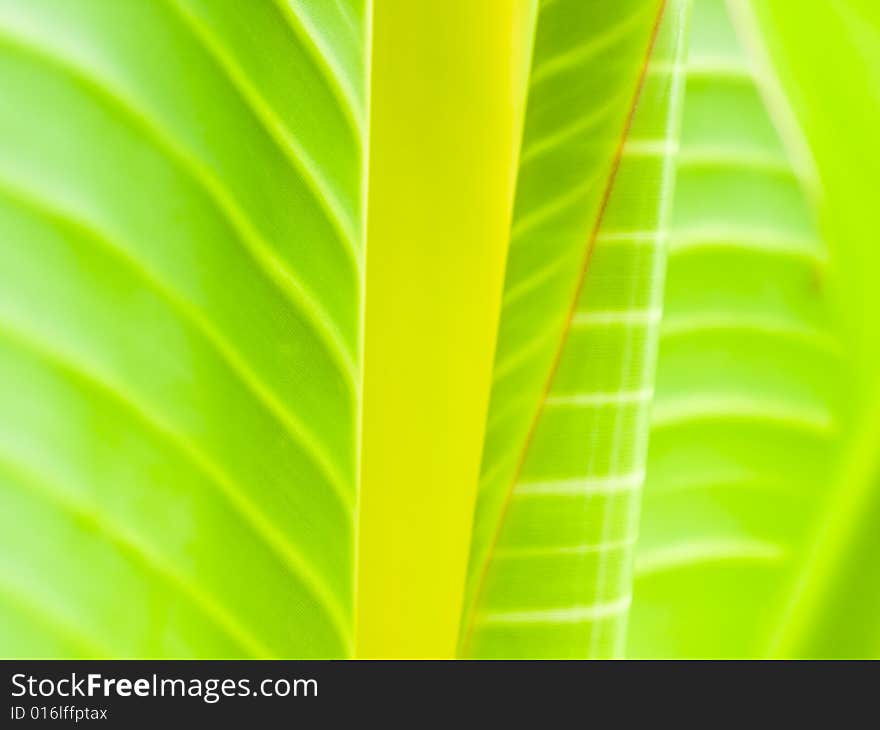 Natural abstract of leaves of a banana tree species, Ensete Superbum. Natural abstract of leaves of a banana tree species, Ensete Superbum.