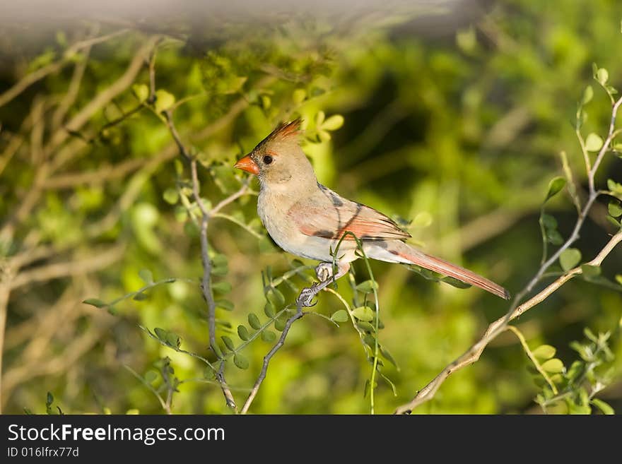 A Cardinal Perched In A Tree