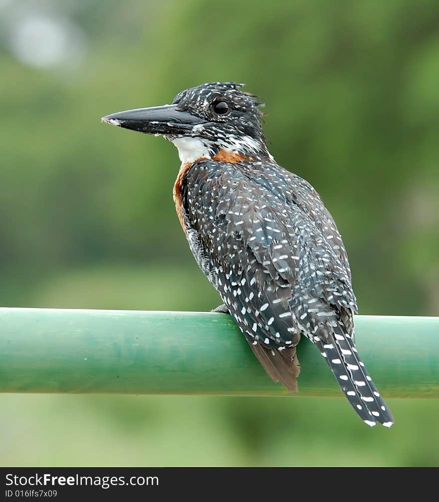 A Giant Kingfisher (Megaceryle Maxima) on a rail at a river in the Kruger National Park, South Africa.