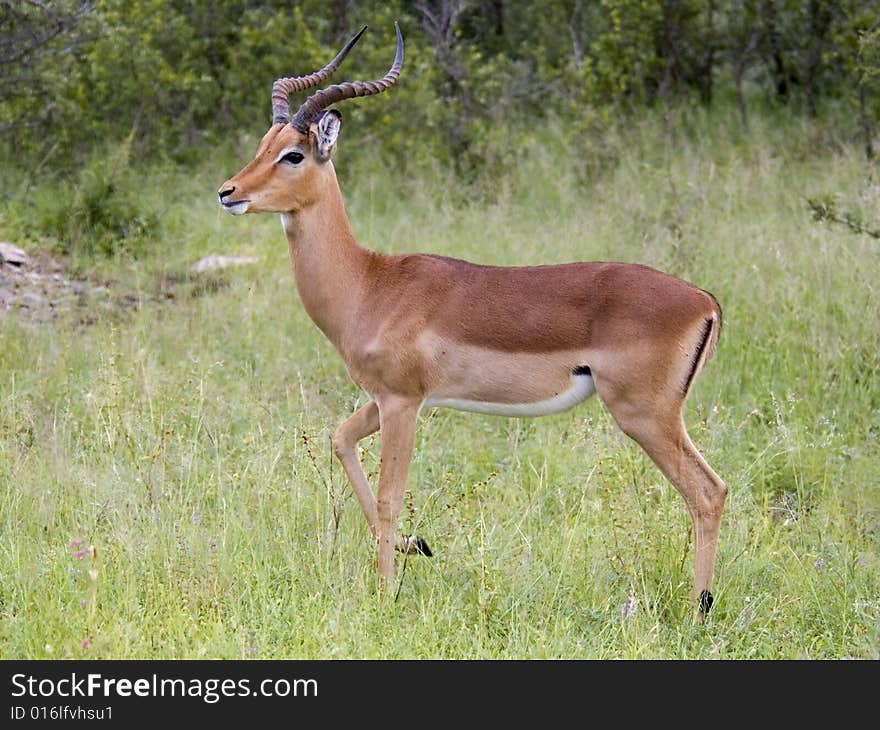 Impala (Aepyceros Melampus)