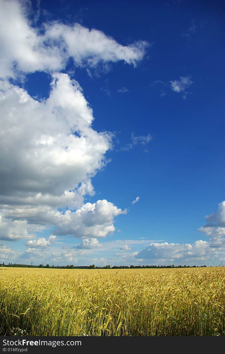 Wheat ears against the blue  sky