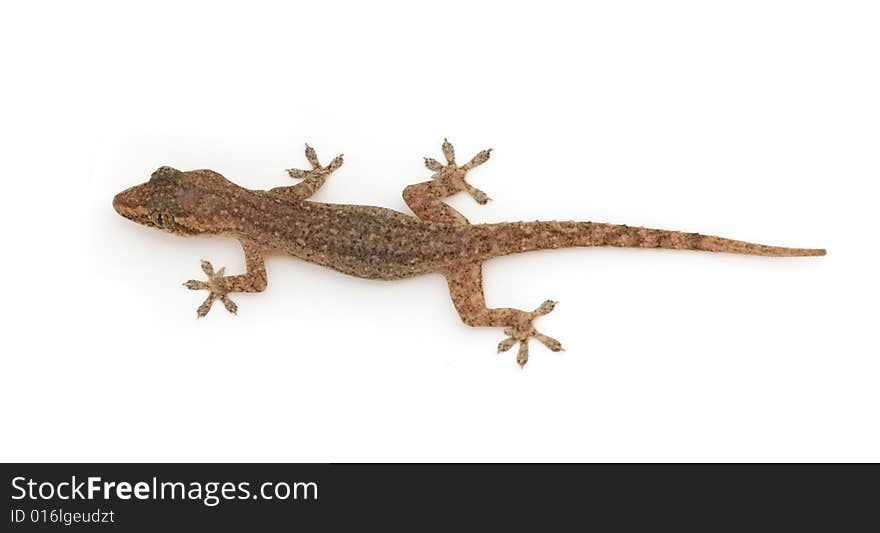 Gecko on white  4