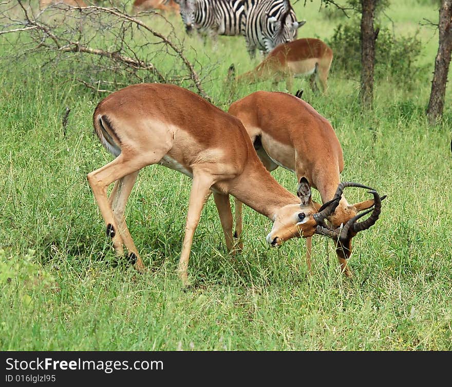 Two male Impala antelopes (Aepyceros Melampus) fighting over control of the harem in the Kruger National Park, South Africa.